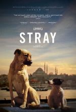 Watch Stray Sockshare