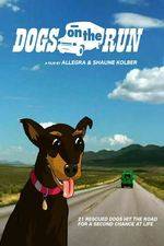 Watch Dogs on the Run Sockshare