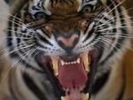 Watch 20 Animals That Will Kill You Sockshare