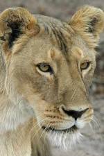 Watch Last Lioness: National Geographic Sockshare