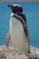 Watch National Geographic Wild Chronicles: Penguins Sockshare