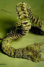 Watch Mongolian Death Worm Sockshare