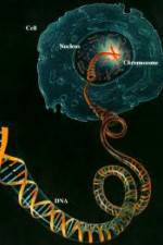 Watch Horizon: Miracle Cure? A Decade of the Human Genome Sockshare