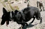 Watch SEAL Dog Sockshare
