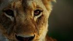 Watch Malika the Lion Queen Sockshare