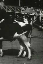 Watch Rube and Mandy at Coney Island Sockshare
