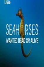 Watch National Geographic - Wild Seahorses Wanted Dead Or Alive Sockshare