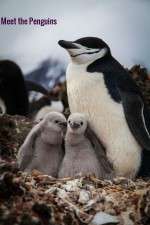 Watch Meet the Penguins Sockshare