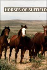 Watch Horses of Suffield Sockshare