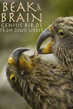 Watch Beak & Brain - Genius Birds from Down Under Sockshare