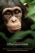 Watch Chimpanzee Sockshare