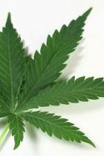 Watch Weed Sockshare