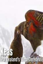 Watch Keas: New Zealand\'s Witty Daredevils Sockshare