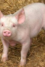 Watch Patent For A Pig: The Big Business of Genetics Sockshare
