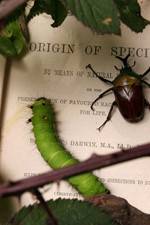 Watch Darwin's Struggle The Evolution of the Origin of Species Sockshare
