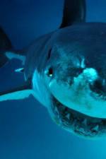 Watch National Geographic. Shark attacks investigated Sockshare