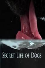 Watch Secret Life of Dog Sockshare