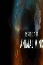 Watch Inside the Animal Mind Sockshare