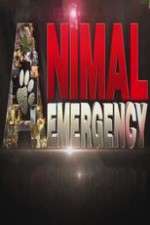 Watch Animal Emergency Sockshare