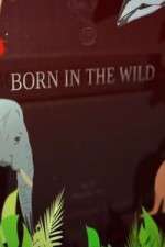 Watch Born In The Wild Sockshare