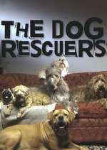 Watch The Dog Rescuers with Alan Davies Sockshare