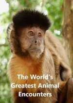 Watch World's Greatest Animal Encounters Sockshare