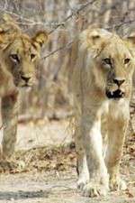 Watch Lion Country: Night and Day Sockshare