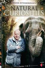 Watch Natural Curiosities Sockshare